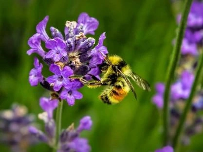 Продукты с прополисом: пчелы рекомендуют